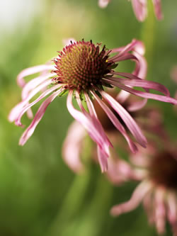 Echinacea