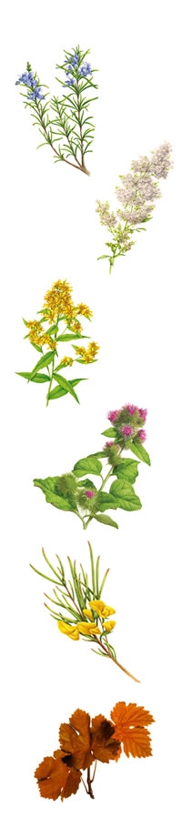 Piante Officinali