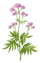 Valeriana