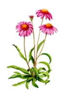 Echinacea