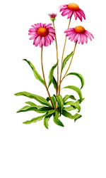 Echinacea
